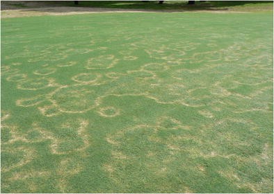 1Crédit : Wong et al., 2015, Australasian Plant Pathology