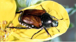 Scarabée japonais (Popillia japonica) adulte