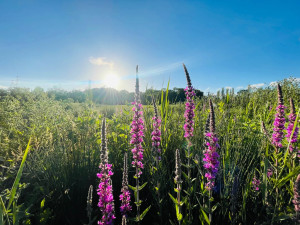 Biodiversité au Golf La Rochelle Sud