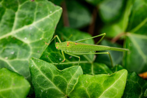 Biodiversité au Golf La Rochelle Sud