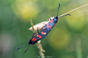Biodiversité au Golf La Rochelle Sud
