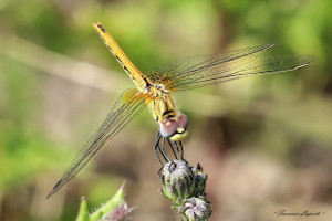 Biodiversité au Golf La Rochelle Sud