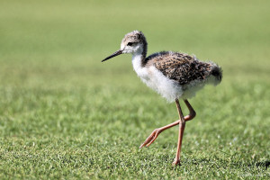 Biodiversité au Golf La Rochelle Sud