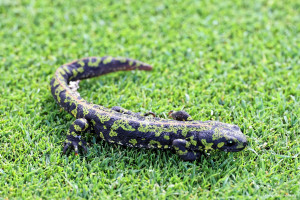 Biodiversité au Golf La Rochelle Sud