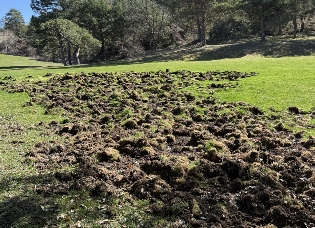 Dégâts sanglier golf Digne