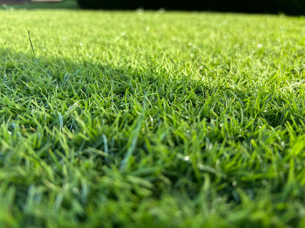 SIS-Pitches_Bio-X-biodegradable-fiber_1024x1024