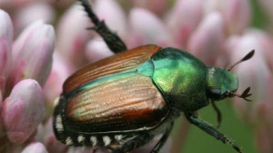 popillia japonica