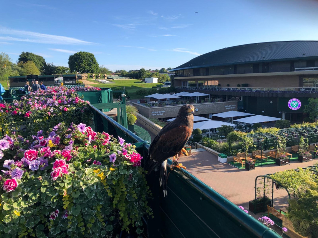 Rufus the Hawk overlooking the grounds of the Wimbledon Championships in London.